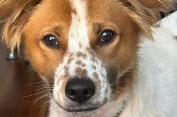 Lost Dog: Freckles, Last Seen in Harlem
