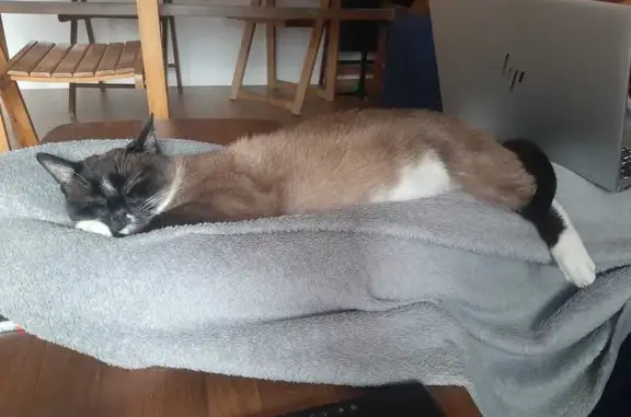 Chat Snowshoe perdu à Béziers - photo