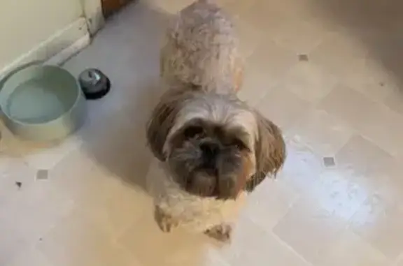 Lost: Chewie, Golden Shih Tzu in Pittsfield