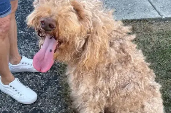 Found dog Grove City, photo: Found Blonde Labradoodle in Grove City