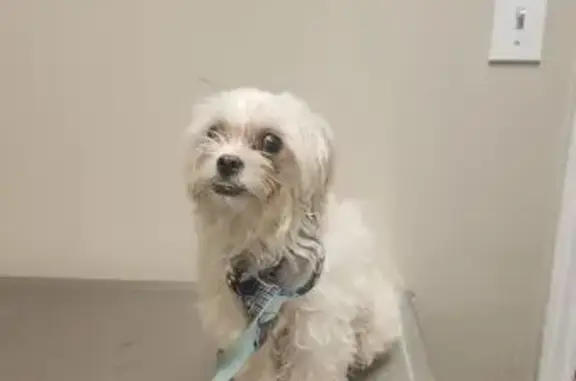 Found dog Houston, photo: Found: Friendly White Maltese Mix in Houston