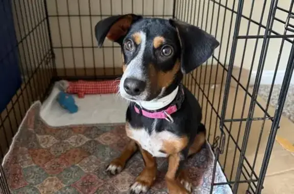 Lost Dachshund Mix: Friendly Pup in Houston