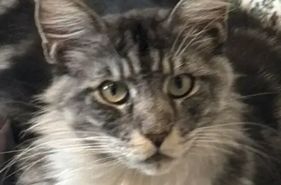 Lost Friendly Cat: Gray & White, 15 lbs