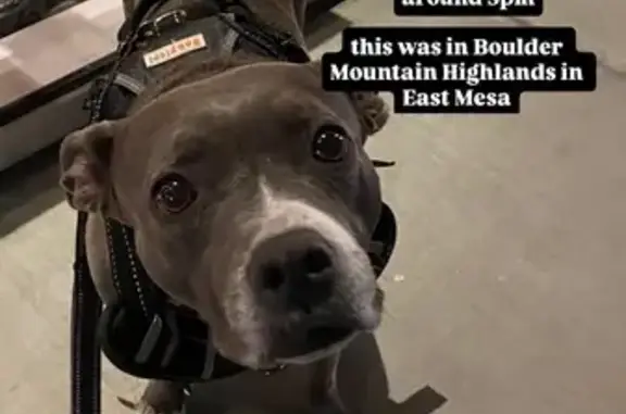 Lost Staffordshire Terrier in Mesa: Help!