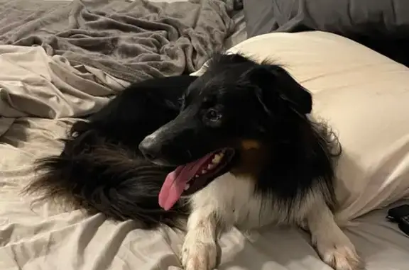 Lost Dog: Ares, Black & White Shepherd