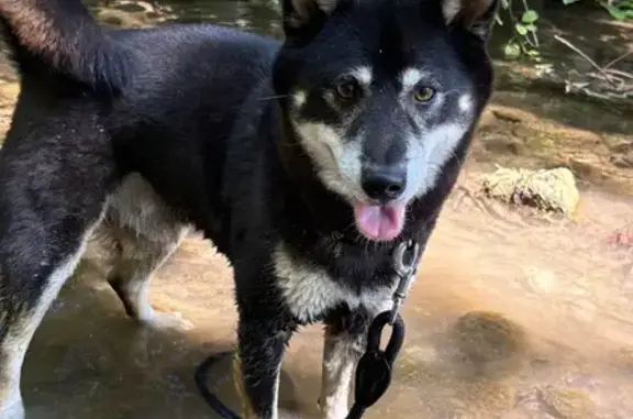 Chien perdu à Contes : Captain, mâle 6 ans - photo