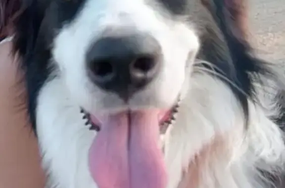 ¡Collie Perdido en Montilla! Recompensa Ofrecida
