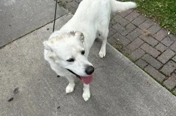 Found dog Maplewood, photo: Found: White German Shepherd Mix, Maplewood