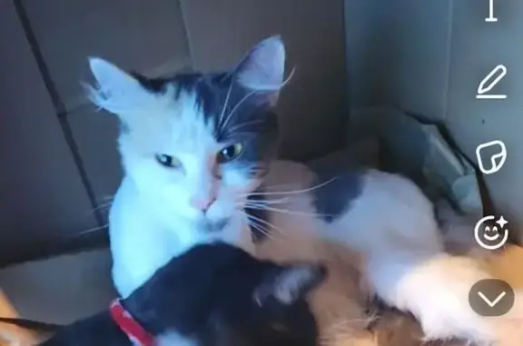 Missing cat Detroit, photo: Lost Calico Cat: Fluffy, Gray Tail - Detroit