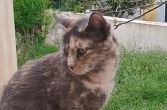 Chatte perdue, craintive, soins urgents - photo
