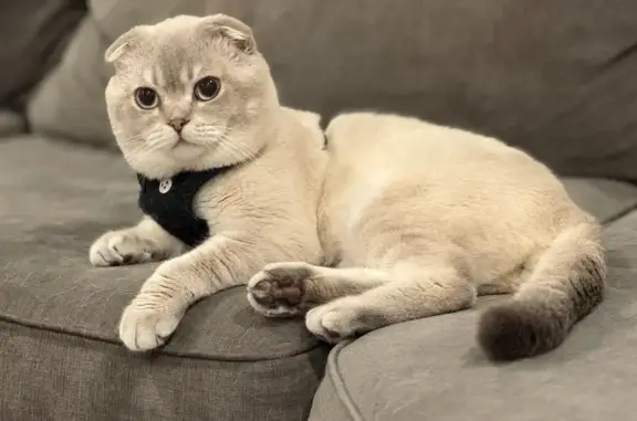 Lost: Grumpy the Cat in Voorhees Twp