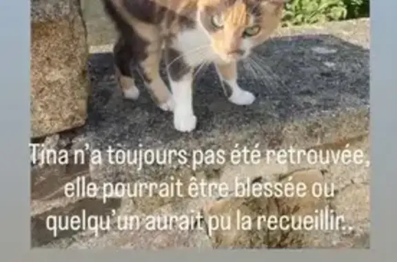 Petite chatte tricolore perdue à Pouldergat - photo