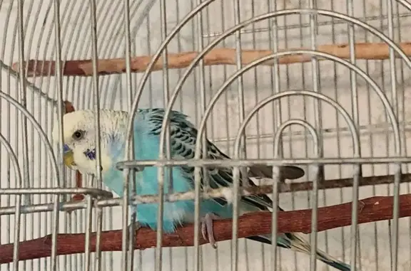 Lost and found pets Redwood City, photo: Found Blue Budgie Near St Pius Church