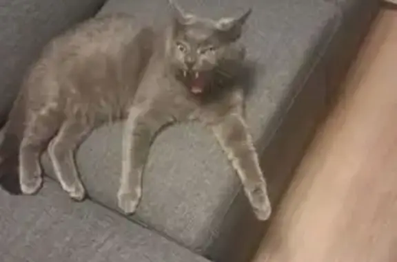 Lost Grey Cat Bean on Trout Lily Dr