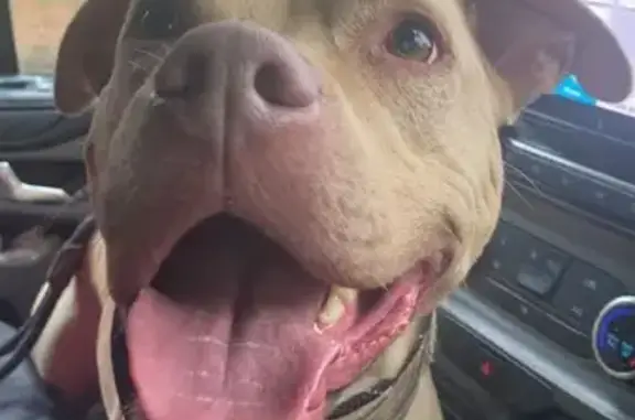 Lost Nervous Dog on Eccup Lane, England