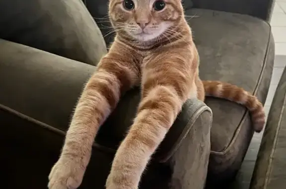 Lost: Unique Orange & White Cat in Ocean Gate