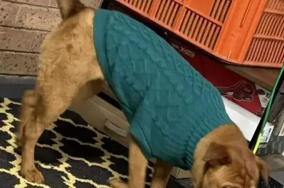 Lost Shar Pei Pup in Liverpool: Help Find Amber!