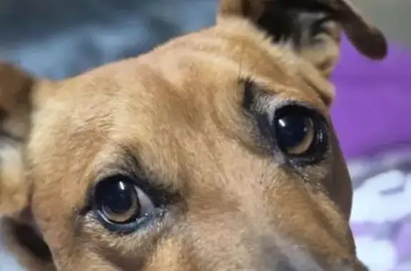 Lost Dog: White with Brown Face & Tail