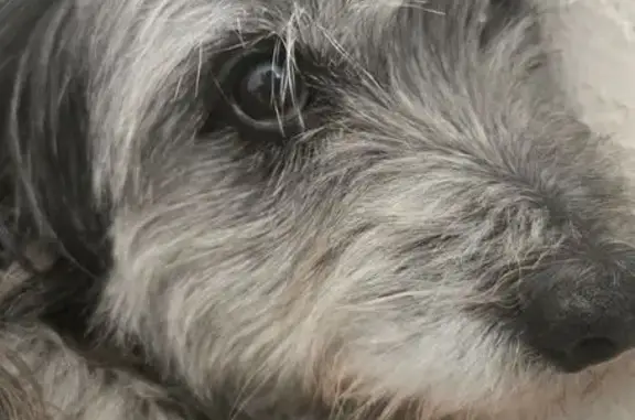 Lost Dog: Friendly Silver/Gray Pup in LA