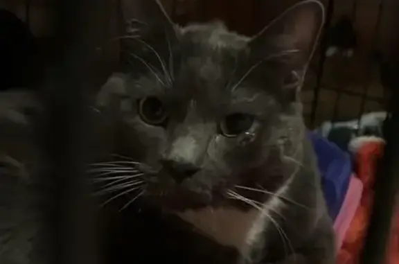 Found cat Mesa, photo: Found Declawed Cat: Grey/White in Mesa