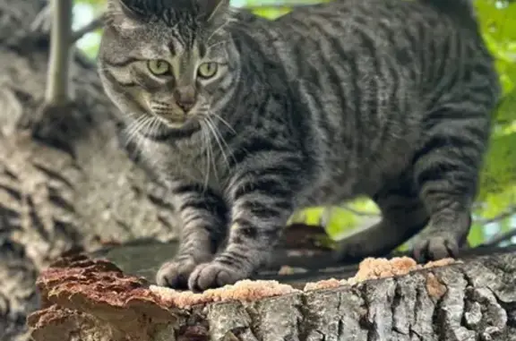 Lost Grey Cat: Green-Eyed Beauty