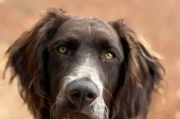 Chien perdu , photo : Chien d’Oysel perdu, 8 mois, La Morte