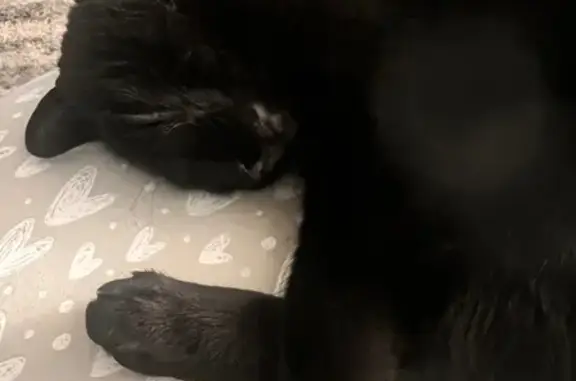 Lost Black Cat Onyx, 10, in Jacksonville