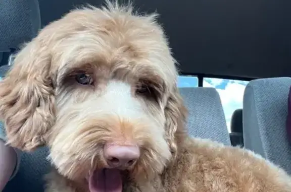 Lost Labradoodle: Benji in Salt Lake City