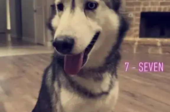 Lost Male Husky: Blue Harness, Odd Eyes