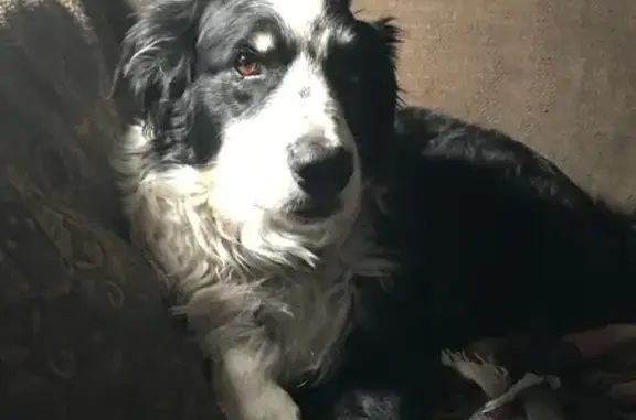 Lost Border Collie on Krshul Rd, Cedar Hill