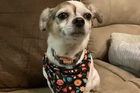 Lost Chihuahua: White with Black Spots