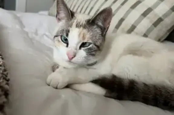 Lost Cat: White with Blue Eyes in Bulverde