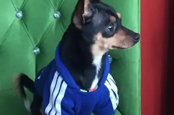 Lost Miniature Pinscher in Millsboro