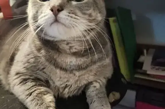 Lost: Shy Grey Tabby, Fairfax Lane, Yukon