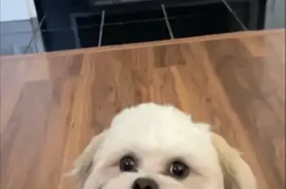 Lost Dog: White with Blonde Patch - Dallas