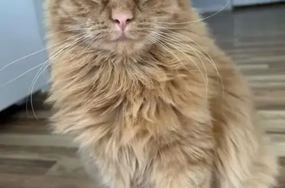 Lost Cat: Long Whiskers, Amston Rd