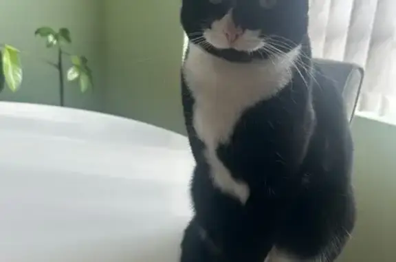 Lost Black & White Cat - Port Adelaide