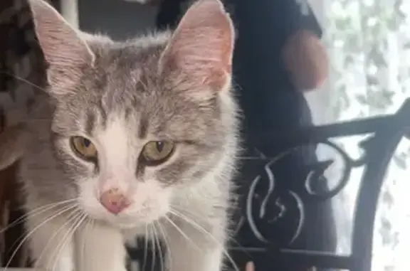 Lost Cat in Paris: Gray & White Beauty