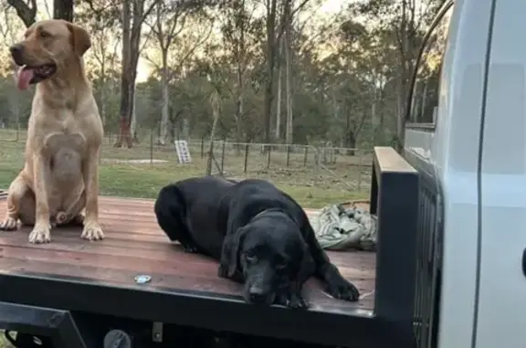 Lost Dogs: Black Lab & Marley in Brassall