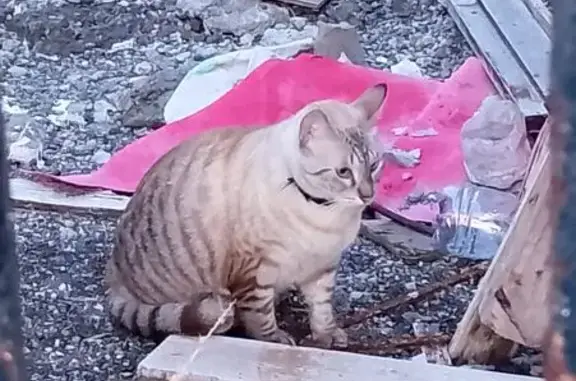 Gata Siamés Clara con Ojos Azu...