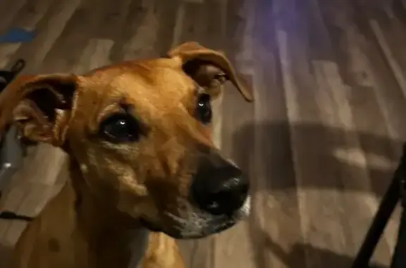 Lost Light Brown Dog, North Adams St