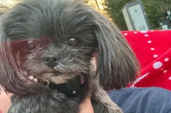 Missing dog Henderson, photo: Lost Tiny Shih Tzu-Yorkie on Dublin Ave
