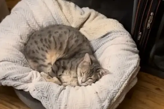 Lost: Timid Grey Cat, 7 lbs, Longmont