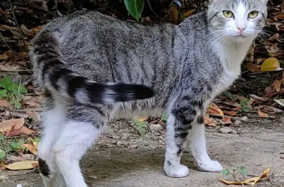 Animaux trouvés Castres, photo: Chat trouvé à Castres : craintif mais câlin