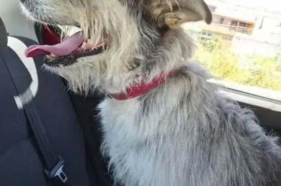 Perra Encontrada: Dócil y Busc...