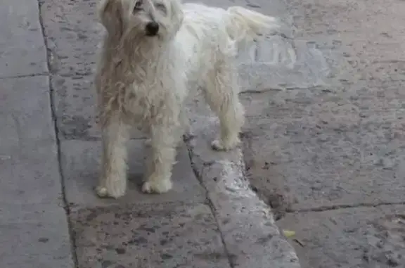 ¡Ayuda! Poodle perdido en Los Olivos, León