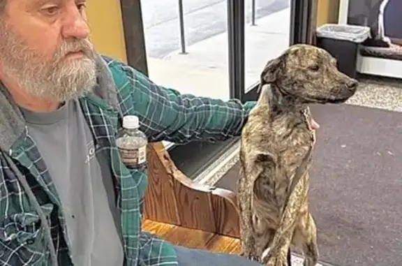 Lost Brindle Terrier Near Dodson Hwy