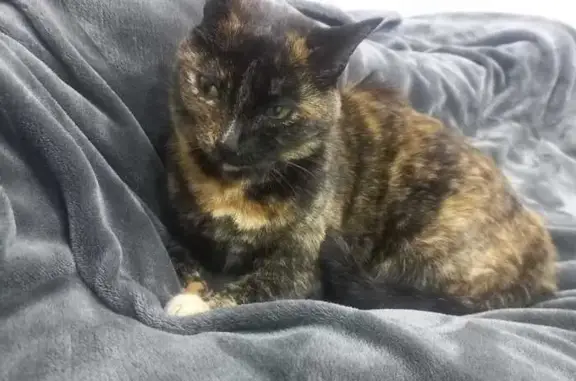 Lost Friendly Cat in Centurion Area