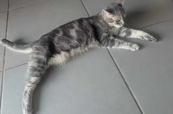 Chatte grise 3 pattes perdue à Montpellier - photo