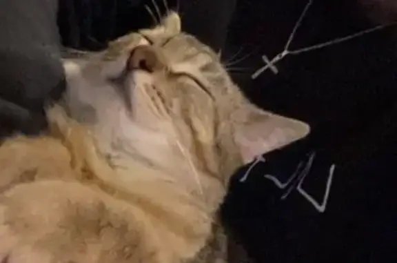 Help Find Slay Slay: Lost Cat in Guntersville